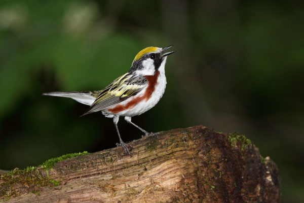 Chestnut-sided Warbler © Russ Chantler